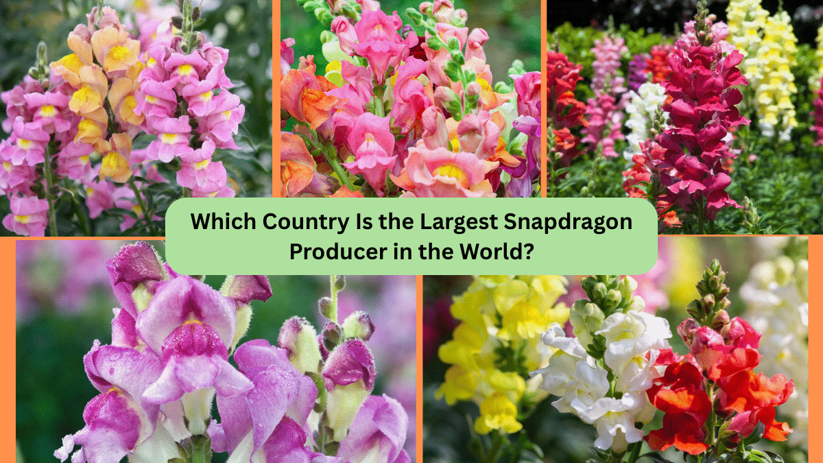 Which Country Is the Largest Snapdragon Producer in the World?