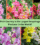Which Country Is the Largest Snapdragon Producer in the World?