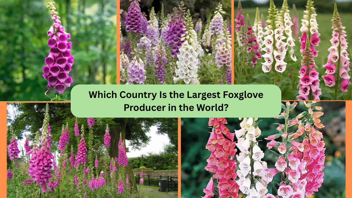 Which Country Is the Largest Foxglove Producer in the World?
