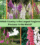 Which Country Is the Largest Foxglove Producer in the World?