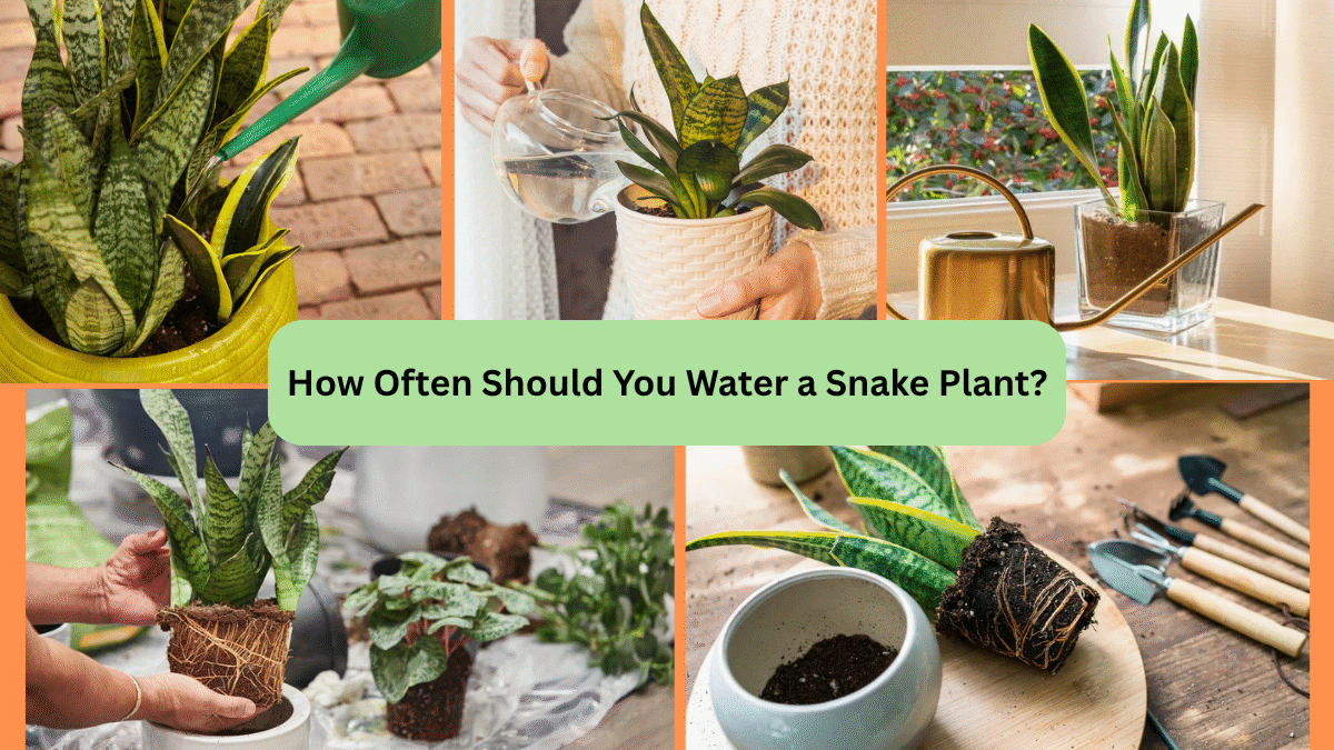 How Often Should You Water a Snake Plant?