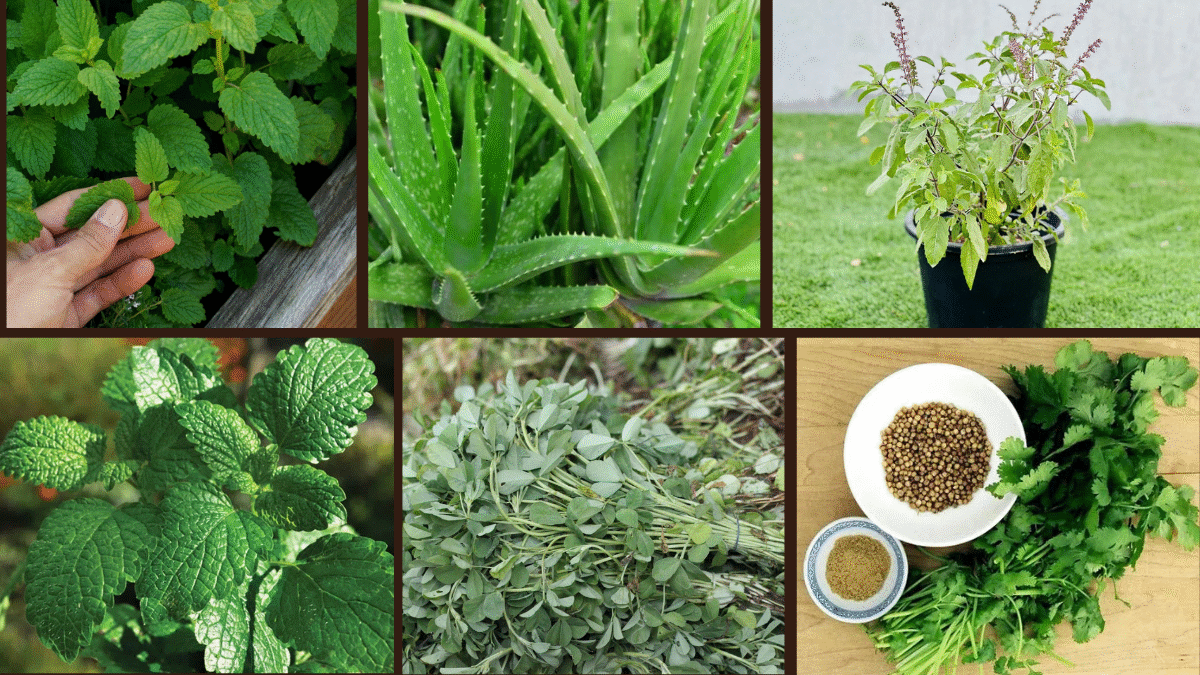 8 Fastest Growing Medicinal Plants for Home Use