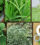 8 Fastest Growing Medicinal Plants for Home Use