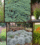 8 Fast-Growing Plants to Combat Erosion