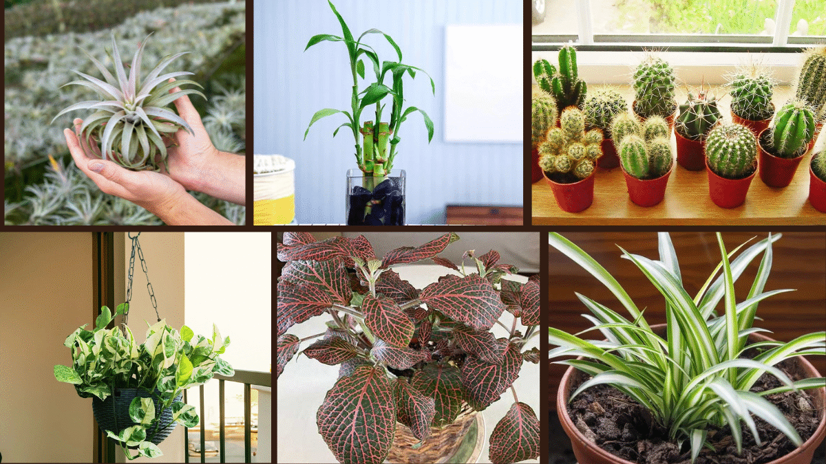 7 Decorate Your Desk with These Compact Plants