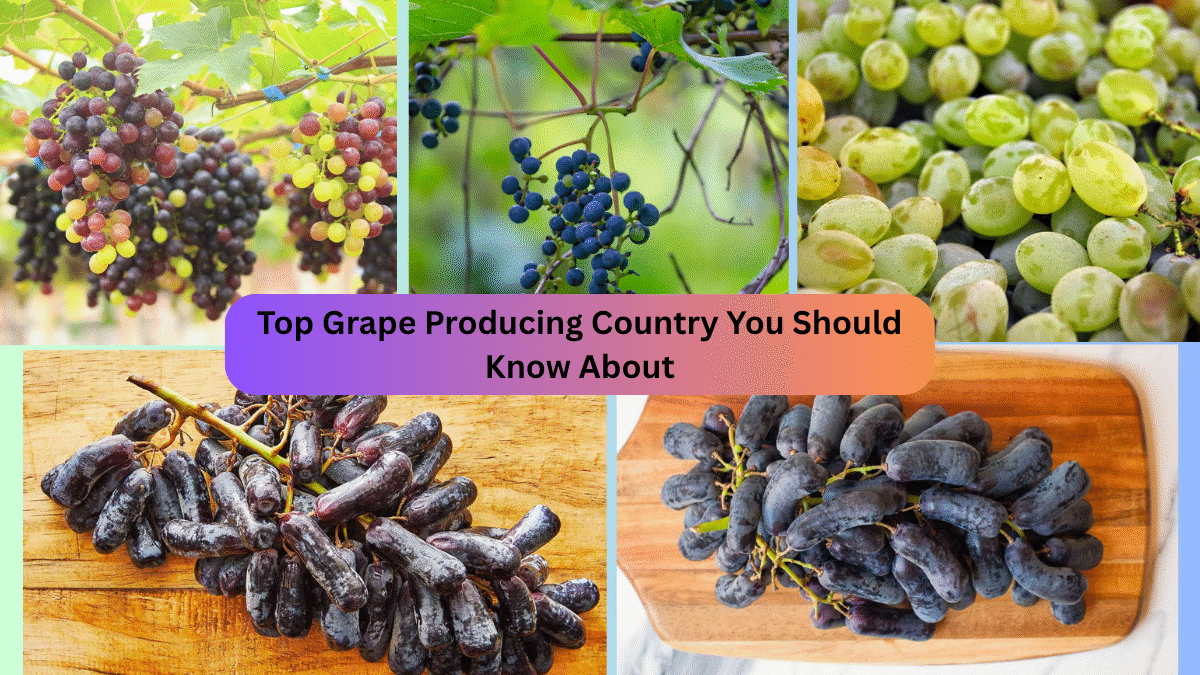 Top Grape Producing Country You Should Know About