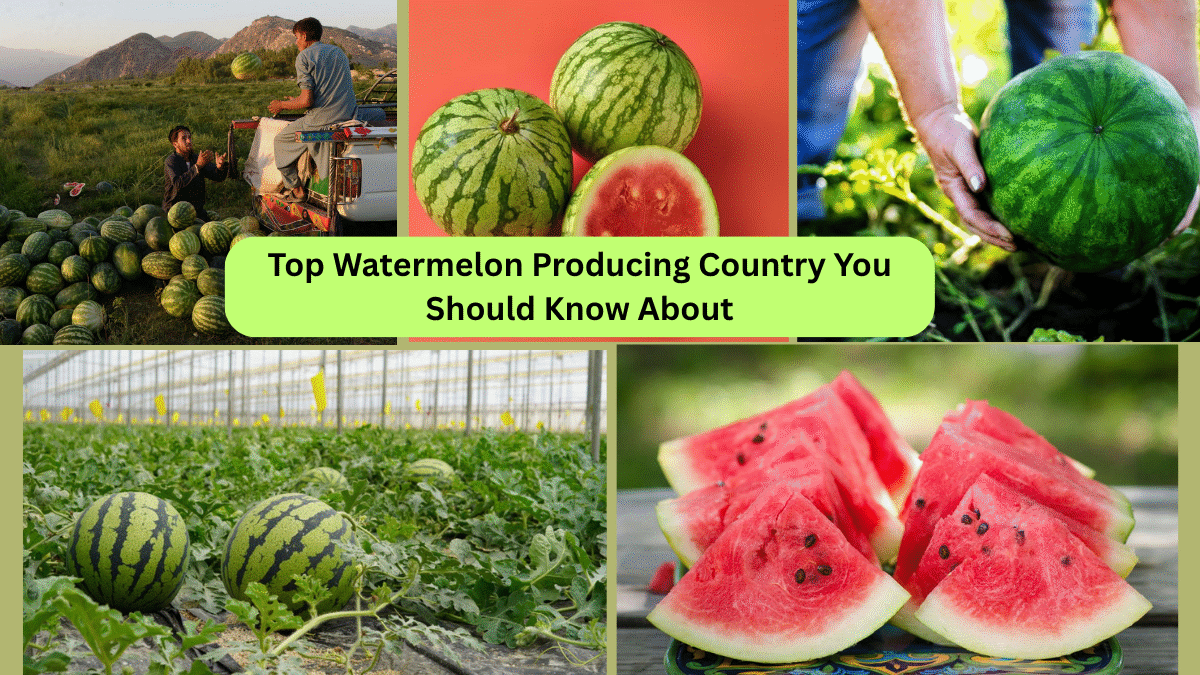 Top Watermelon Producing Country You Should Know About