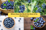 Where Does the World Get Most of Its Blueberries?