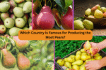 Which Country Is Famous for Producing the Most Pears?