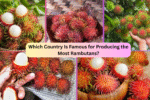 Which Country Is Famous for Producing the Most Rambutans?