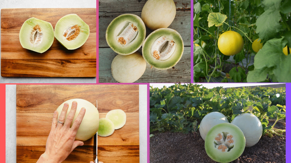 Where Does the World Get Most of Its Honeydews?