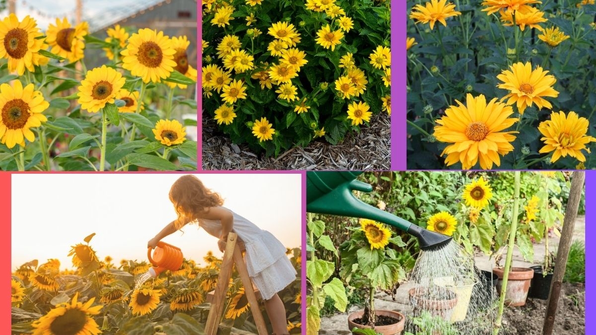 How Often Should You Water a Sunflower?
