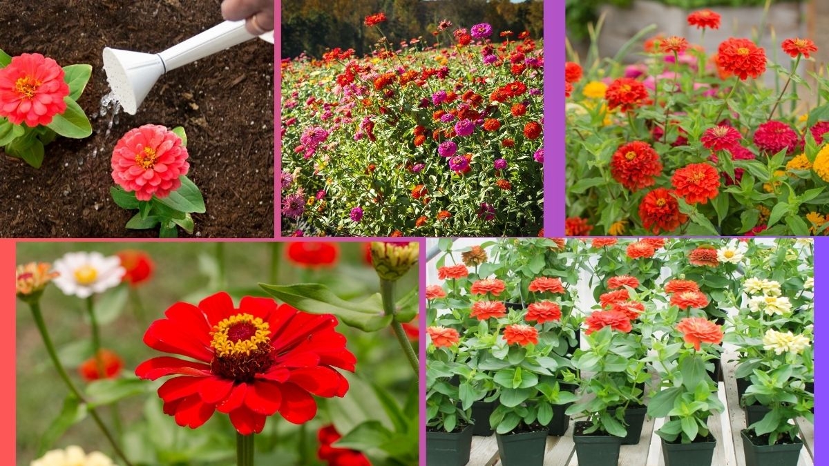 How Often Should You Water a Zinnia?