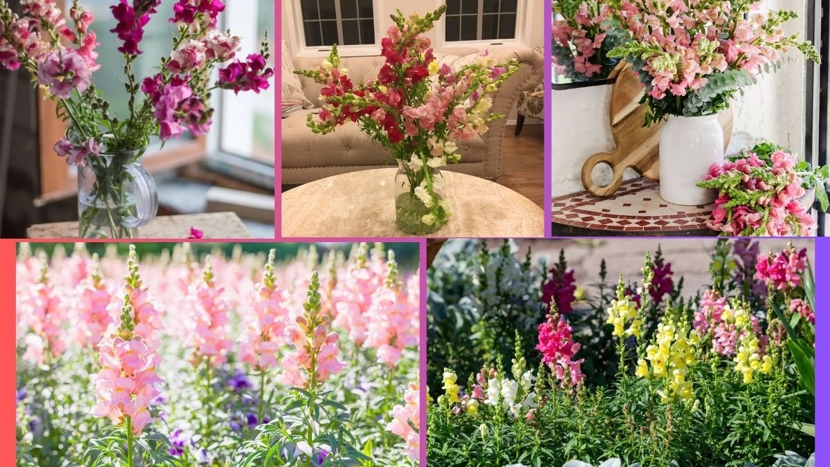 How Often Should You Water a Snapdragon?