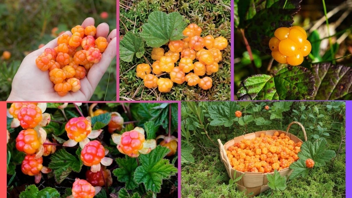 Which Country Is the Largest Cloudberry Producer Globally?