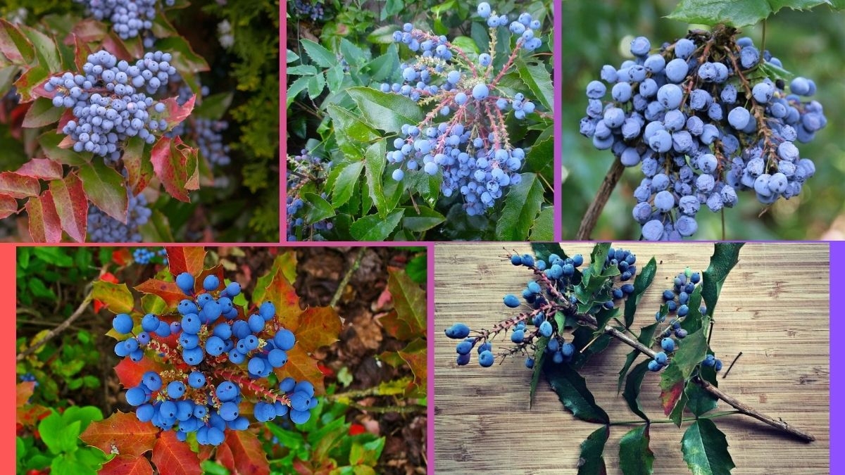 Which Country Is the Largest Oregon Grape Producer Globally?