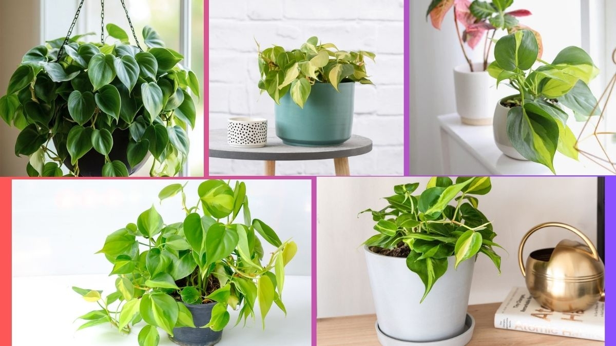 How Often Should You Water a Heartleaf Philodendron
