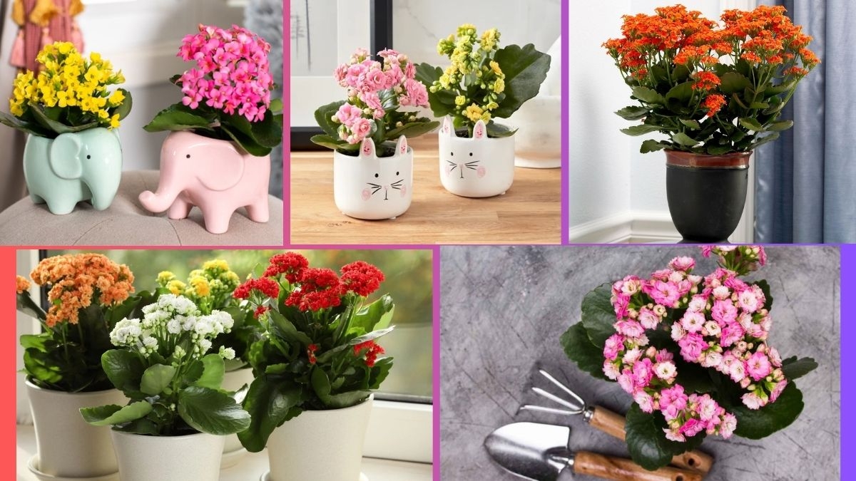 How Often Should You Water a Kalanchoe