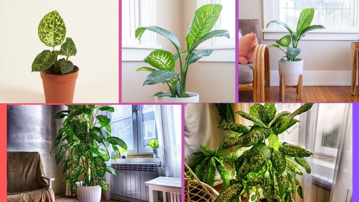 How Often Should You Water a Dieffenbachia?