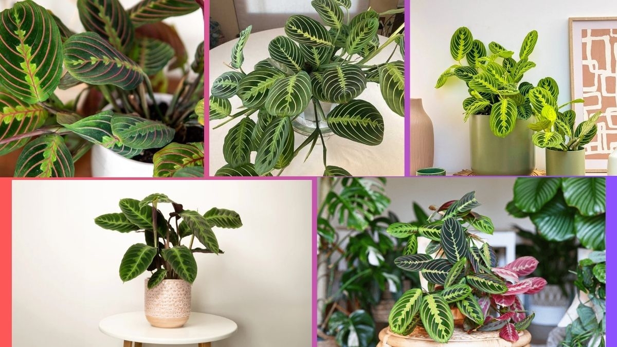 How Often Should You Water a Prayer Plant?
