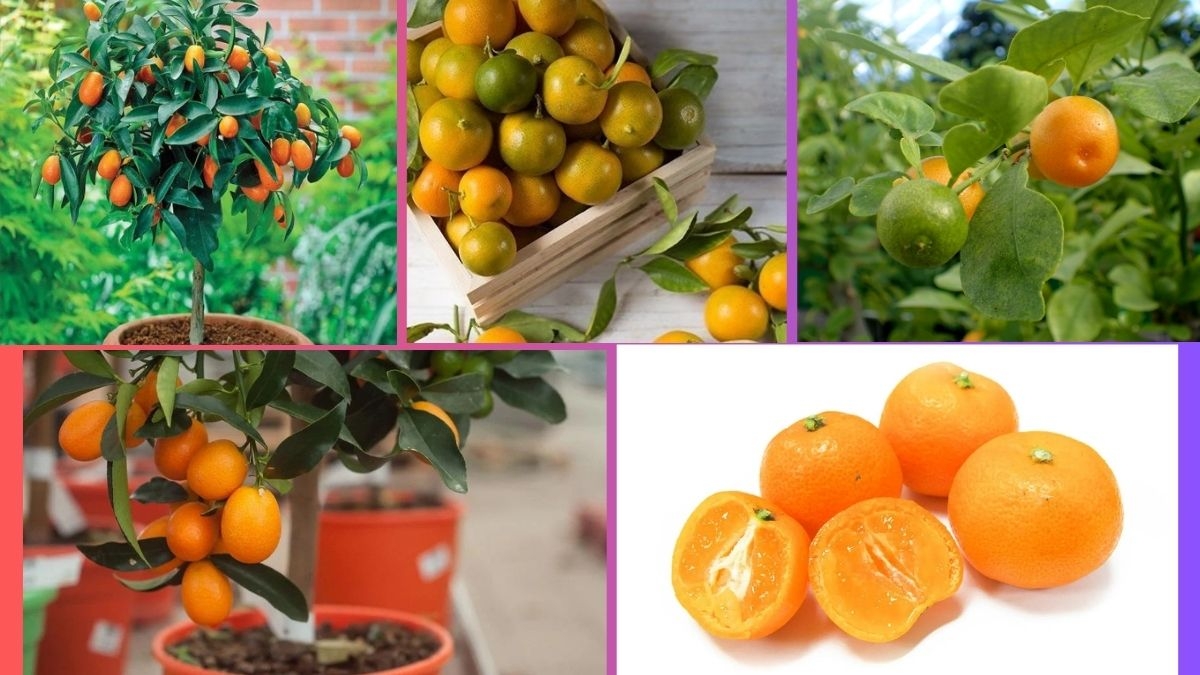 Which Country Is the Largest Calamondin Producer Globally?