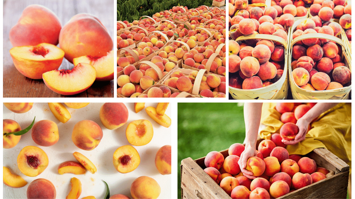 Which Country Is Famous for Producing the Most Peaches?