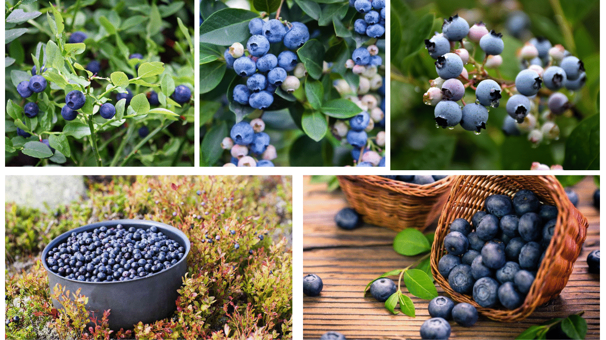 Which Country Is Famous for Producing the Most Bilberries?