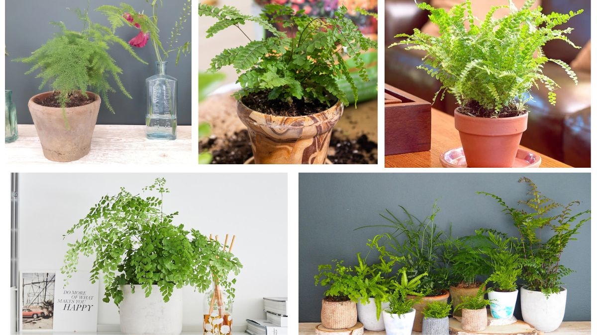 How to Care for an Indoor Fern