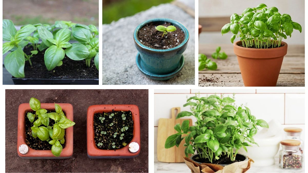 How many Seeds Should You Sow per Pot for Basil?
