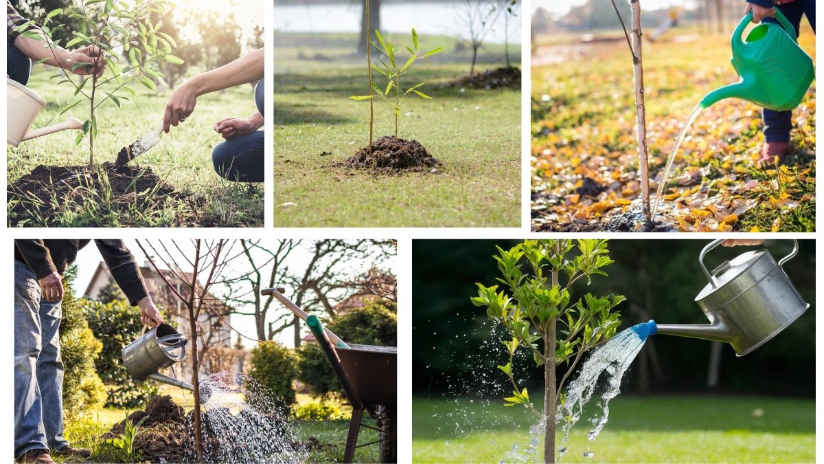 How Long Should You Water a Newly Planted Tree?