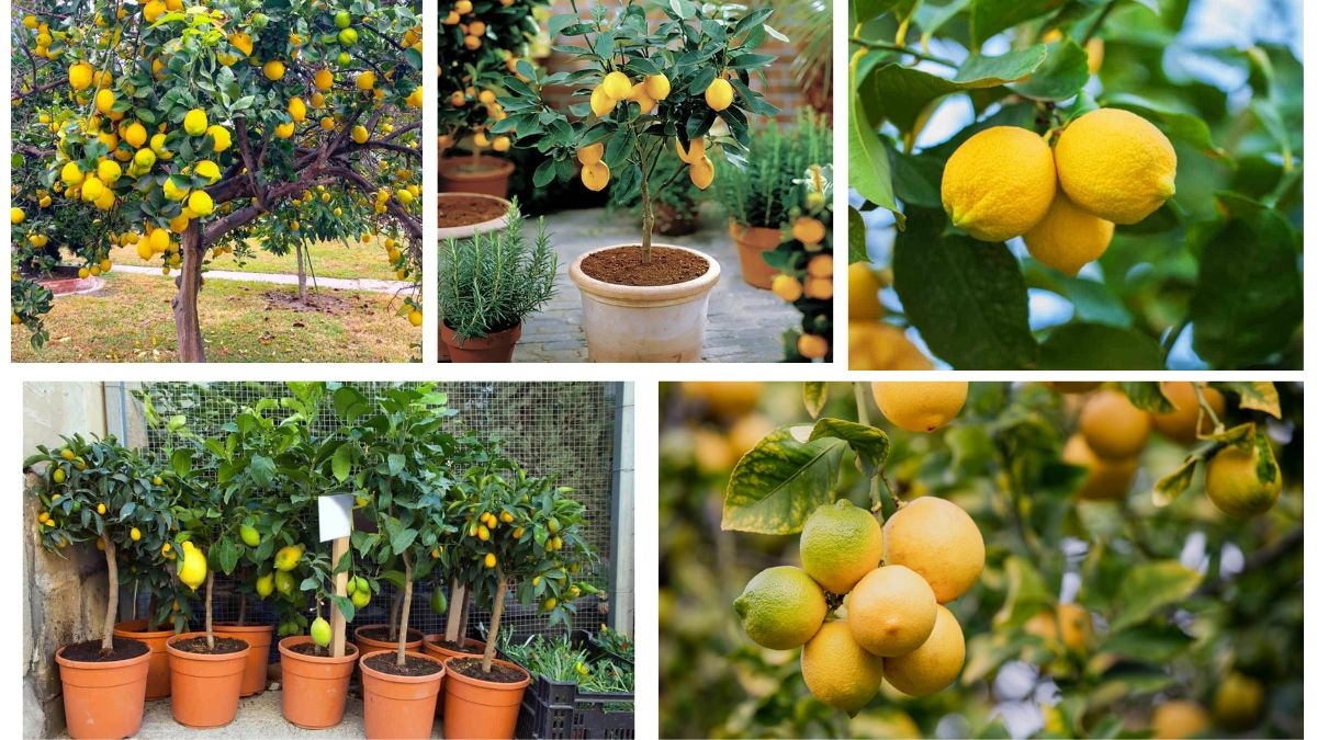 How Old Should a Lemon Tree Be to Bear Fruit?