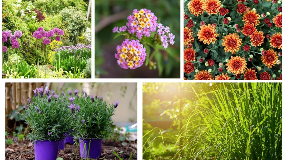 Which Plants Naturally Repel Mosquitoes?