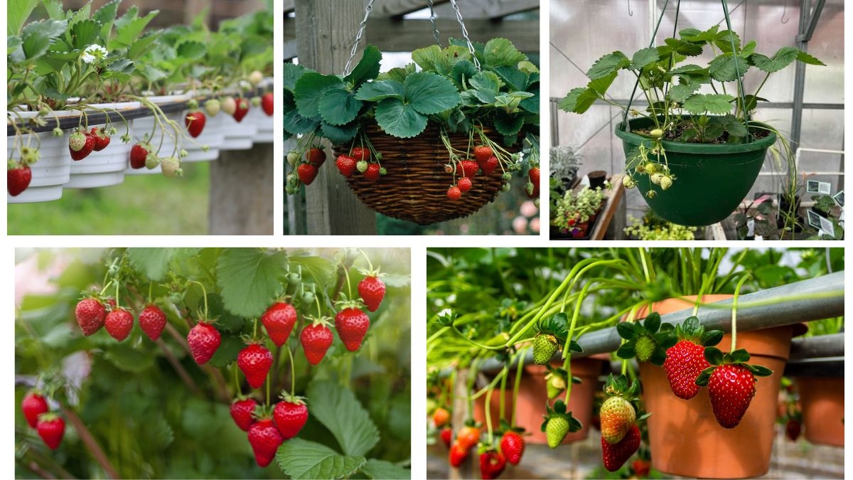 How Do You Grow Strawberries in Hanging Baskets?