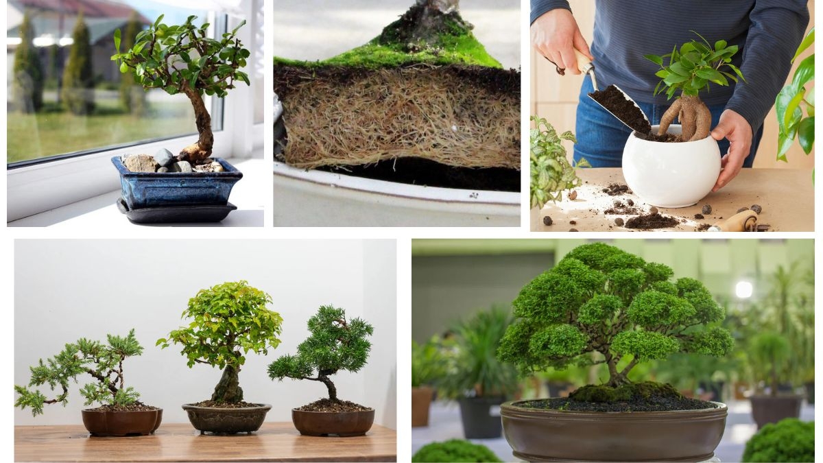How Many Times a Year Should You Repot a Bonsai?
