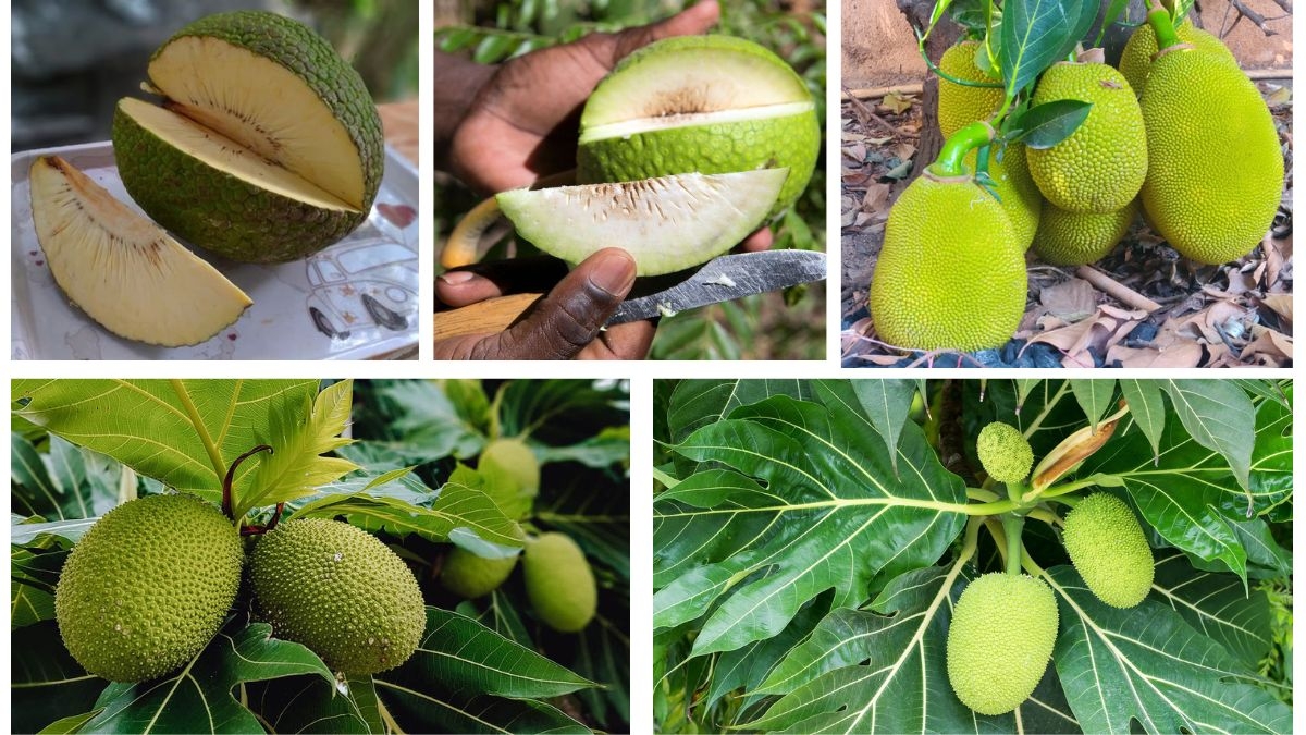 Which Country Is Famous for Producing the Most Breadfruits?