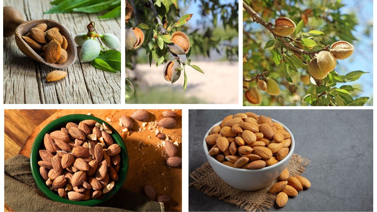 Which Country is the Largest Indian Almond Producer in the World?