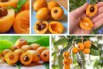 Which Country Is the Largest Loquat Producer Globally?