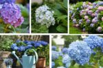 When Should You Fertilize Your Hydrangea Plants for Better Blooms?