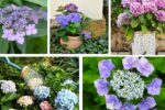 How to Plant Hydrangeas for Abundant Blooms: A Complete Guide