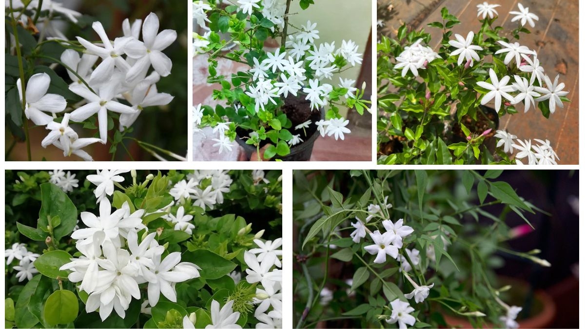 How Often Should You Water a Jasmine Plant