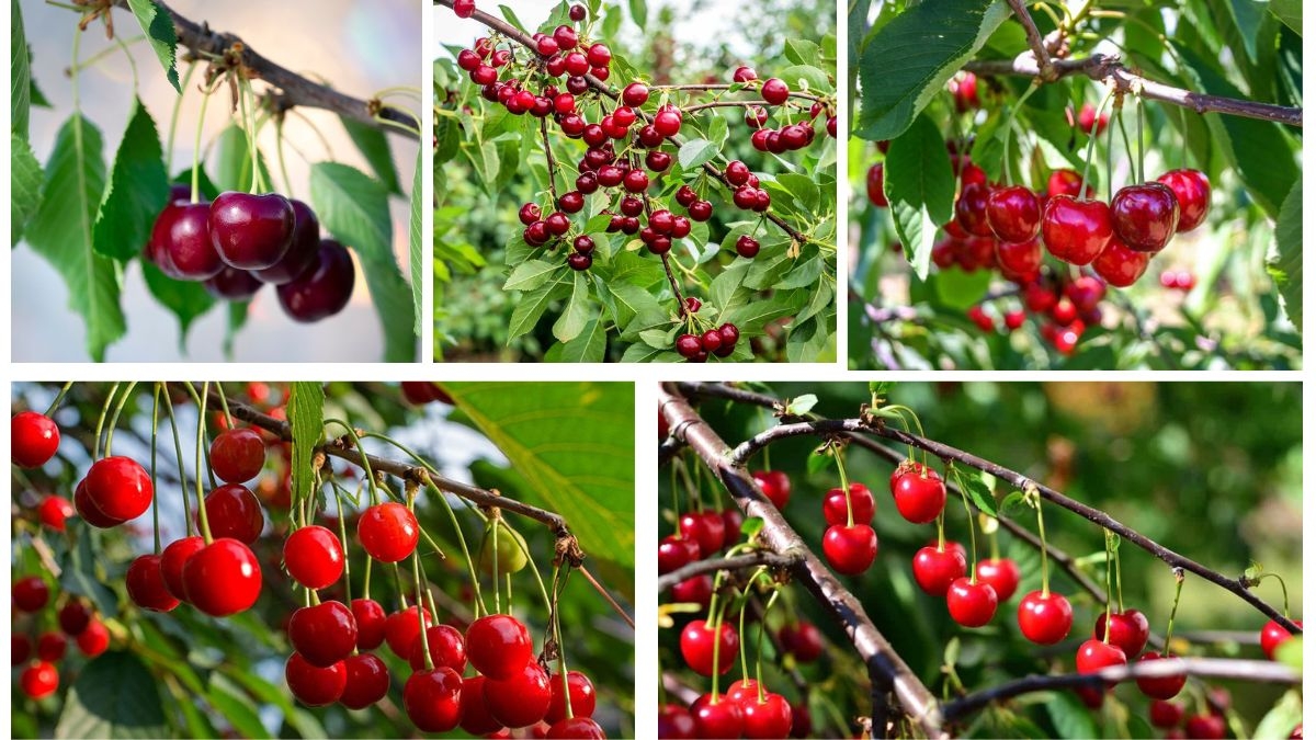 DIY Cherry Tree — How to Grow from Seeds: Complete Step-by-Step Guide