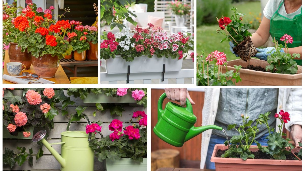 How Often Should You Water a Geranium?