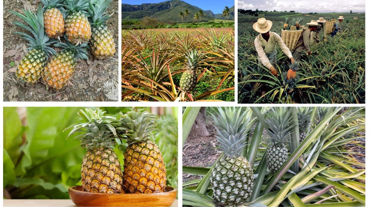 Which Country Is Famous for Producing the Most Pineapples