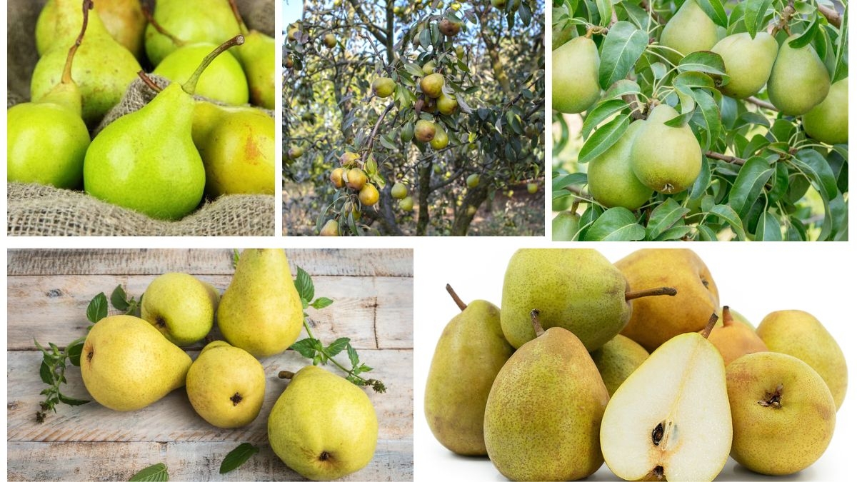 Where Does the World Get Most of Its Pears?