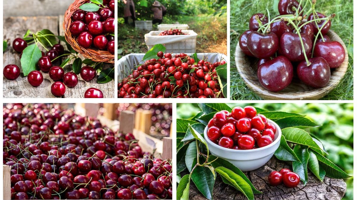 Which Country Is Famous for Producing the Most Cherries?