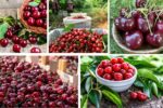 Which Country Is Famous for Producing the Most Cherries?