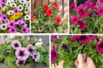 Why Do My Petunias Stop Blooming in Mid-Summer
