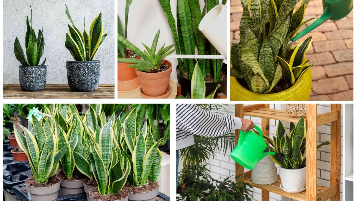 How Often Should You Water a Snake Plant?