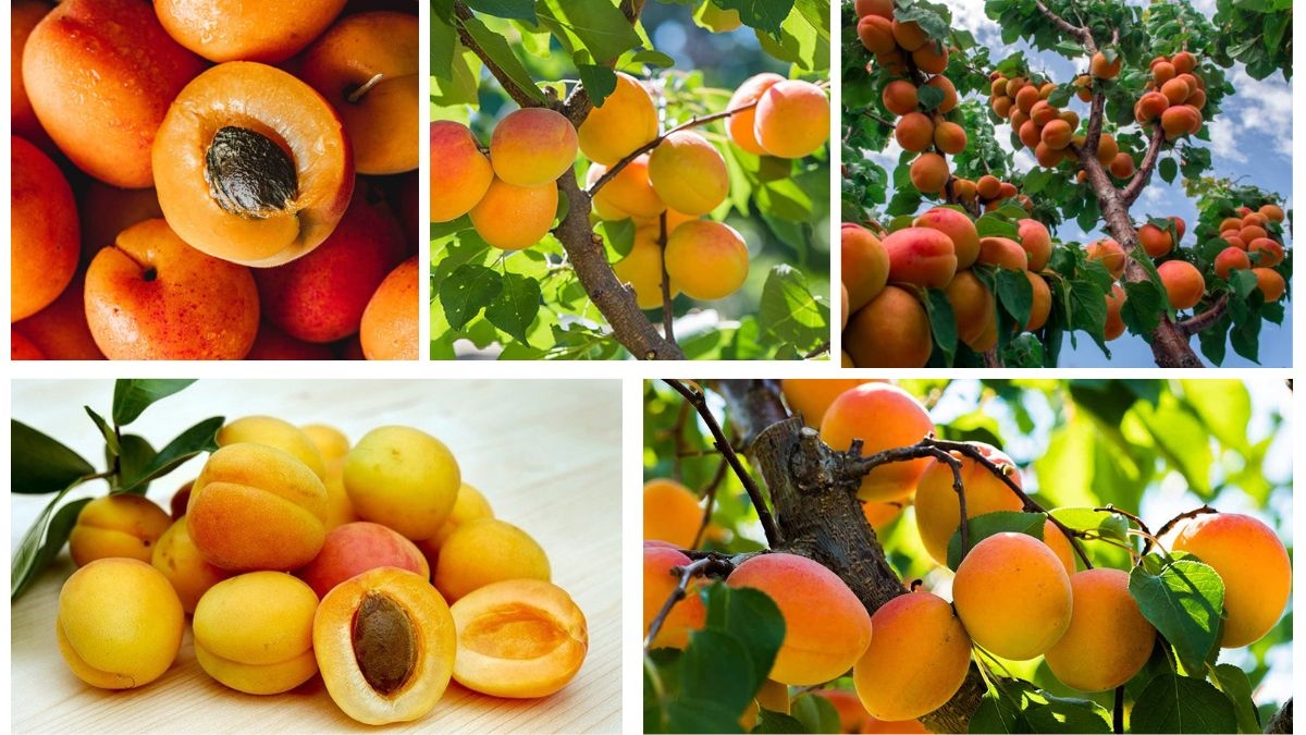 Which Country Is Famous for Producing the Most Apricots?