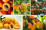 Which Country Is Famous for Producing the Most Apricots?